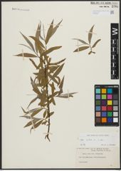 Foto von Salix alba L.